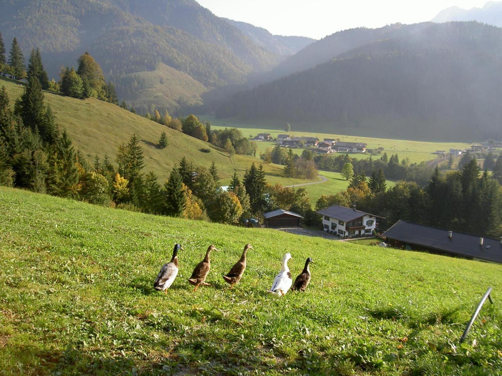 Ferienhof Obertenn Hochfilzen Εξωτερικό φωτογραφία